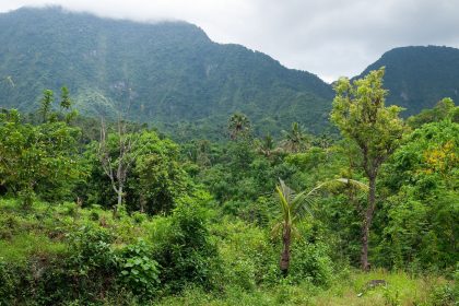 A green forest canopy