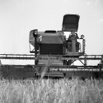 A wheat field ready for harvest
