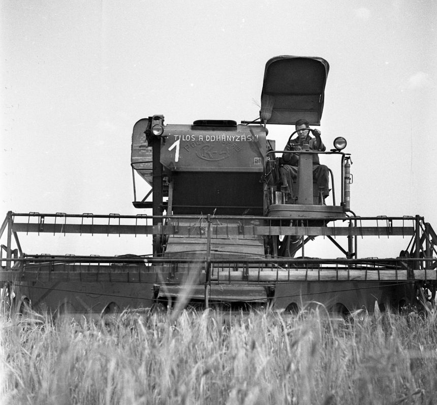 A wheat field ready for harvest